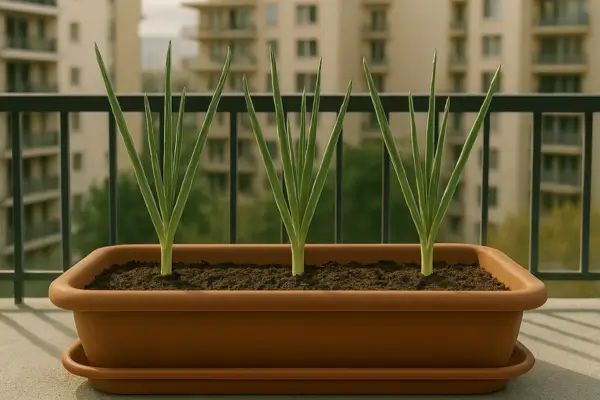 Como Cultivar Alho com Sabor e Aroma em Casa e Fugir do Alho sem Gosto do Mercado